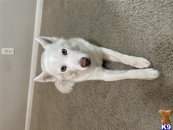 MeI Picture 3